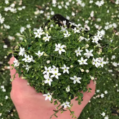 Plants To Grow With Nandinas.