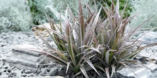 Plants To Grow With Nikau Palms.