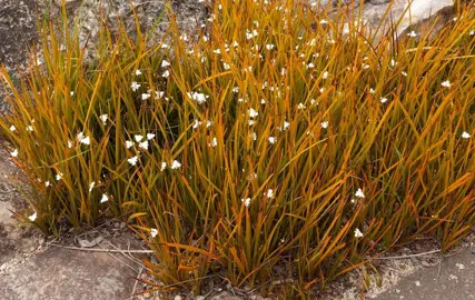 Plants To Grow With Pohutukawa.