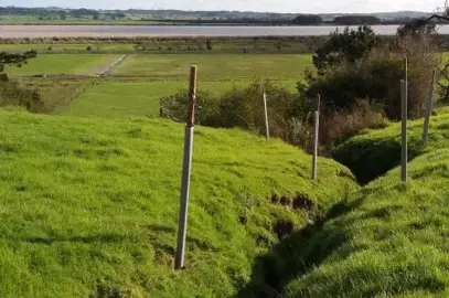 Plants To Stabilise A Bank.