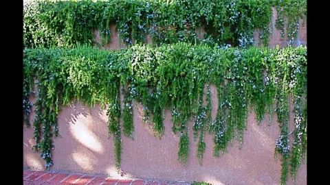 Plants To Trail Over A Wall.