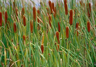 Plants For Wet Areas.