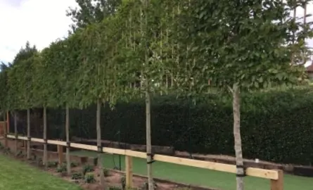 How Far Apart To Plant Trees For A Pleached Hedge.
