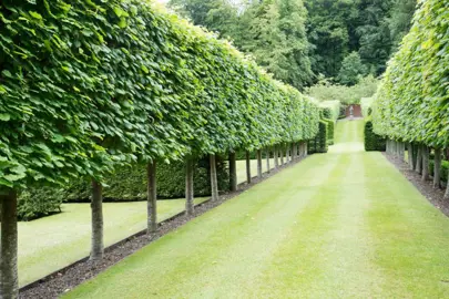 Trees For A Pleached Hedge.