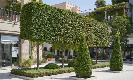 When To Use Pleached Hedges.
