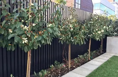 Do Pleached Trees Need Wires?