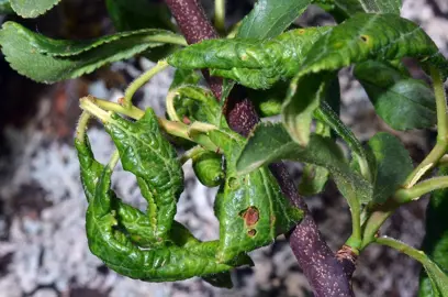 Common Plum Tree Pests and Diseases in NZ.