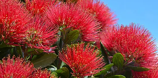 Pohutukawa.