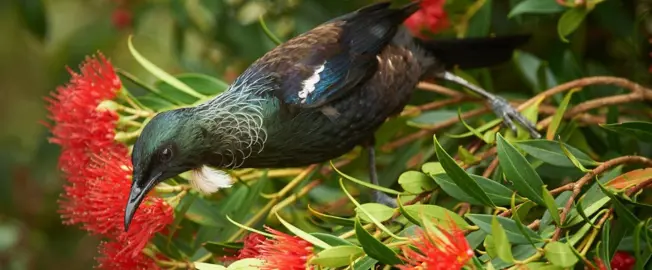 Do Pohutukawa Attract Birds?