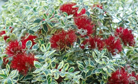 How To Care For Pohutukawa In Autumn.