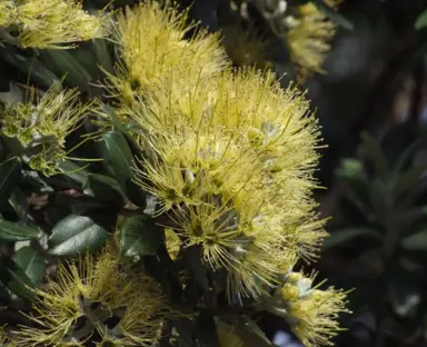 How To Care For Pohutukawa In Spring.