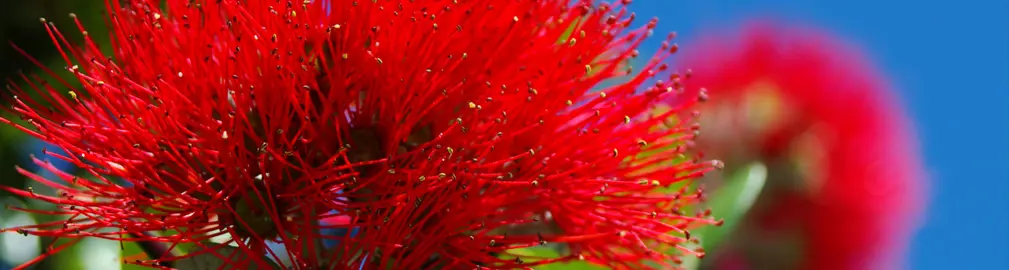 How To Care For Pohutukawa In Summer.