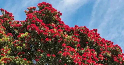 How To Care For Pohutukawa In Winter.