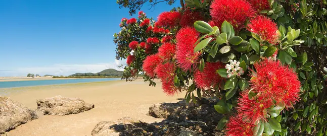 Can Pohutukawa Be Grown In Coastal Environments?