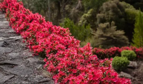 Design Ideas For Pohutukawa.