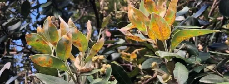 What Is Causing The Pohutukawa Leaves To Yellow?