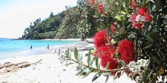 Pohutukawa Plants.