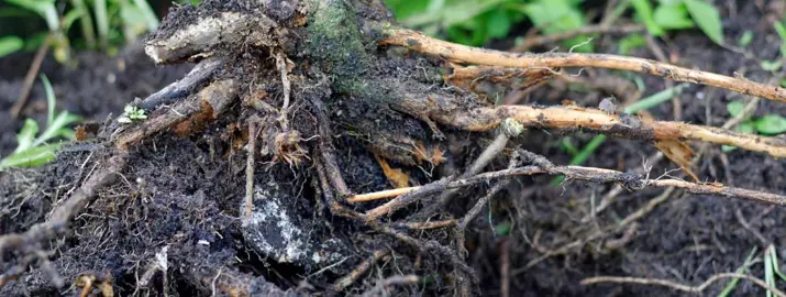 Root Rot In Pohutukawa.