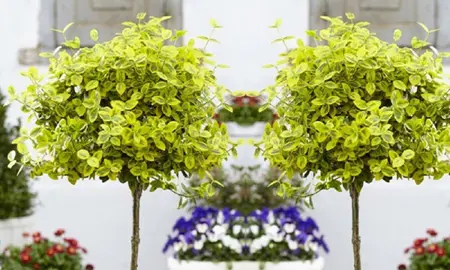 How To Make A Topiary Standard Pohutukawa.