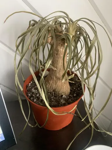 Ponytail Palm Freeze Damage.