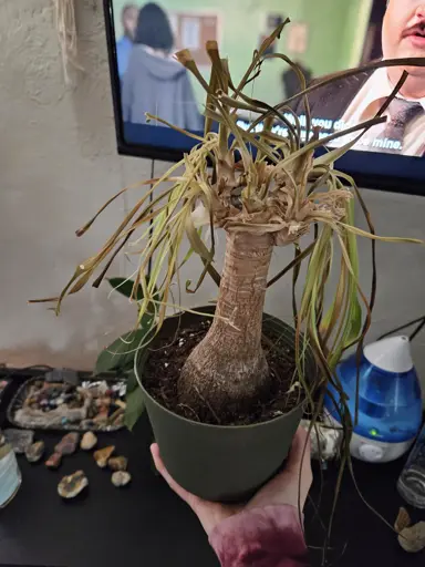 Ponytail Palm Root Rot.