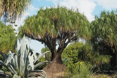How Big Do Ponytail Palms Get?