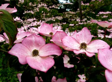 Popular Dogwood Varieties.