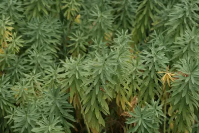 Popular Euphorbia varieties in NZ.