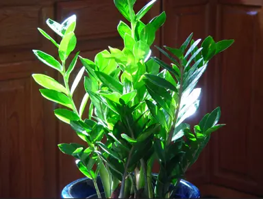 Popular Foliage Plants in NZ.