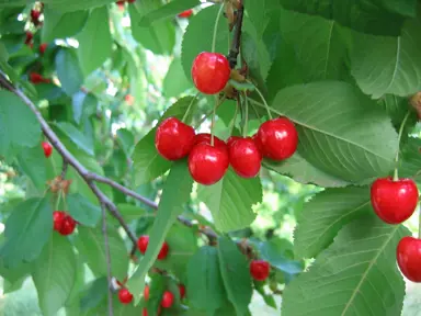 Popular Fruiting Cherry Varieties in NZ.