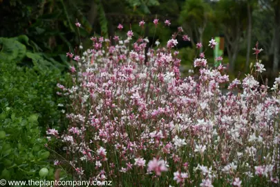 Popular Gaura Varieties.