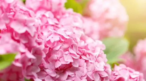 What Are Some Popular Pink Hydrangeas?