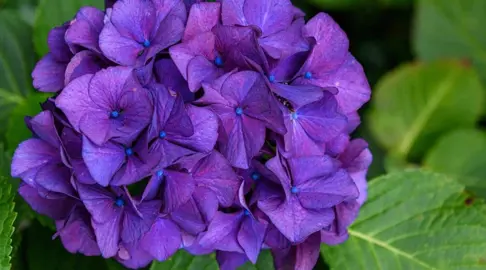 What Are Some Popular Purple Hydrangeas?