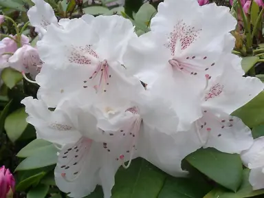 Popular Rhododendron Varieties in New Zealand.