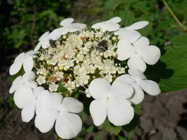 Popular Viburnum Varieties.