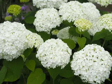 What Are The Popular White Hydrangea Varieties In NZ?