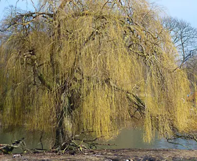 Popular Willow Tree Varieties.
