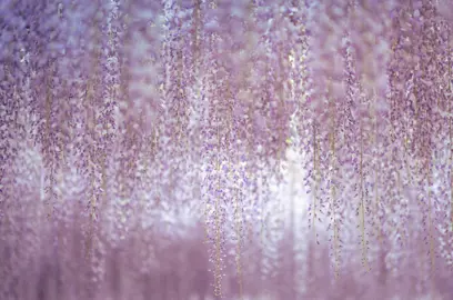 Popular Wisteria Varieties In NZ.