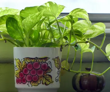 Caring for Pothos.