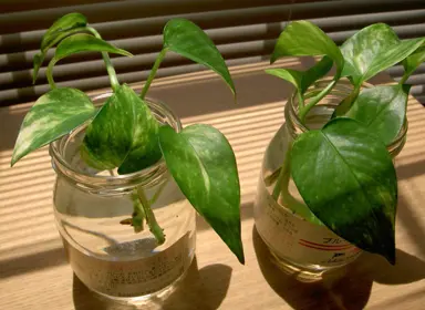Pothos Propagation.
