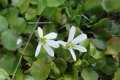 Is Pratia Angulata An Evergreen?