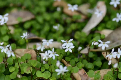 Is Pratia Angulata Native NZ?