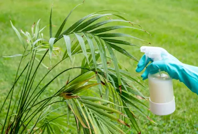 Preparing Neem Oil Spray.