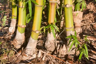 How to Propagate Bamboo.