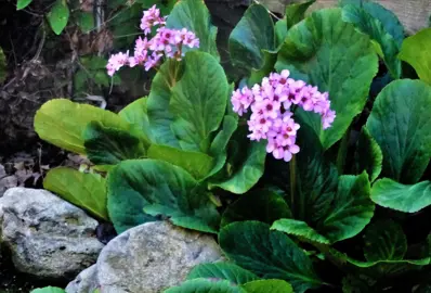 Propagating Bergenia.