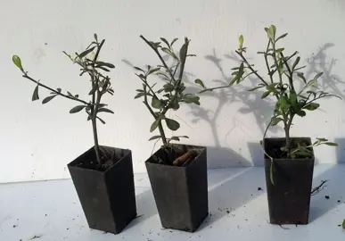 How To Propagate Corokias.