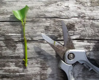 How To Take Griselinia Cuttings.