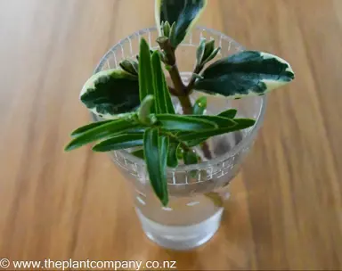 Can Hebes Root In Water? .
