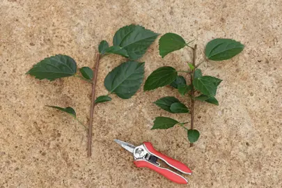 How To Propagate Hibiscus by Cuttings.