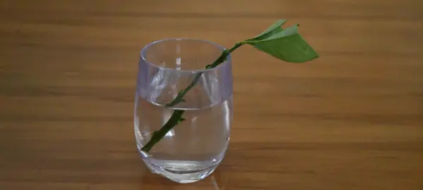 Can Limes Be Propagated In Water? .